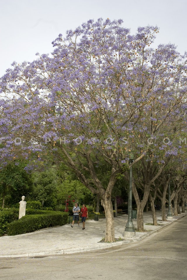 Jacaranda mimosifolia / Τζακαράντες