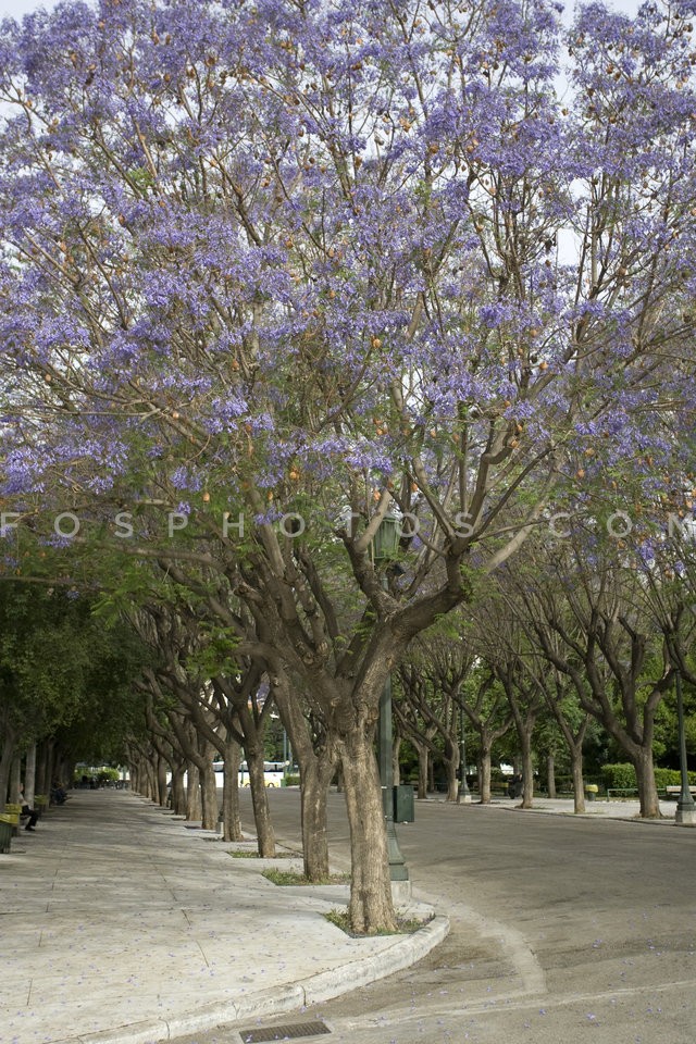 Jacaranda mimosifolia / Τζακαράντες