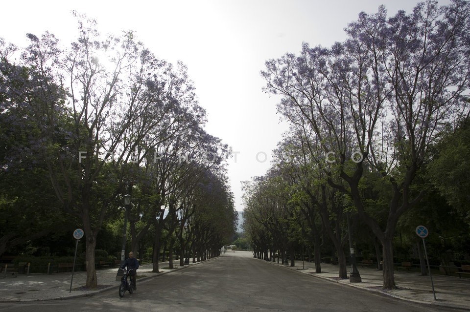 Jacaranda mimosifolia / Τζακαράντες