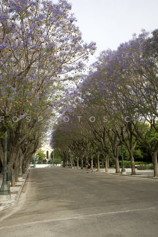 Jacaranda mimosifolia / Τζακαράντες